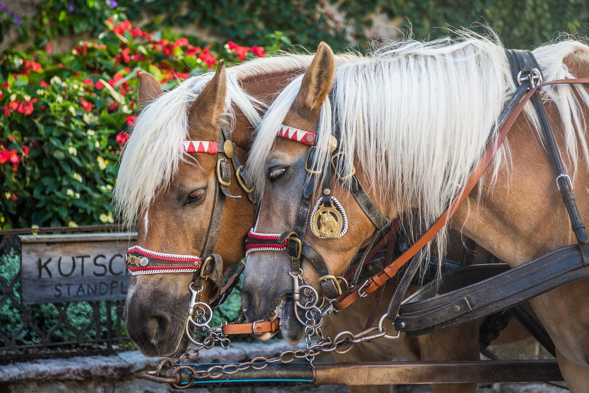 Chevaux