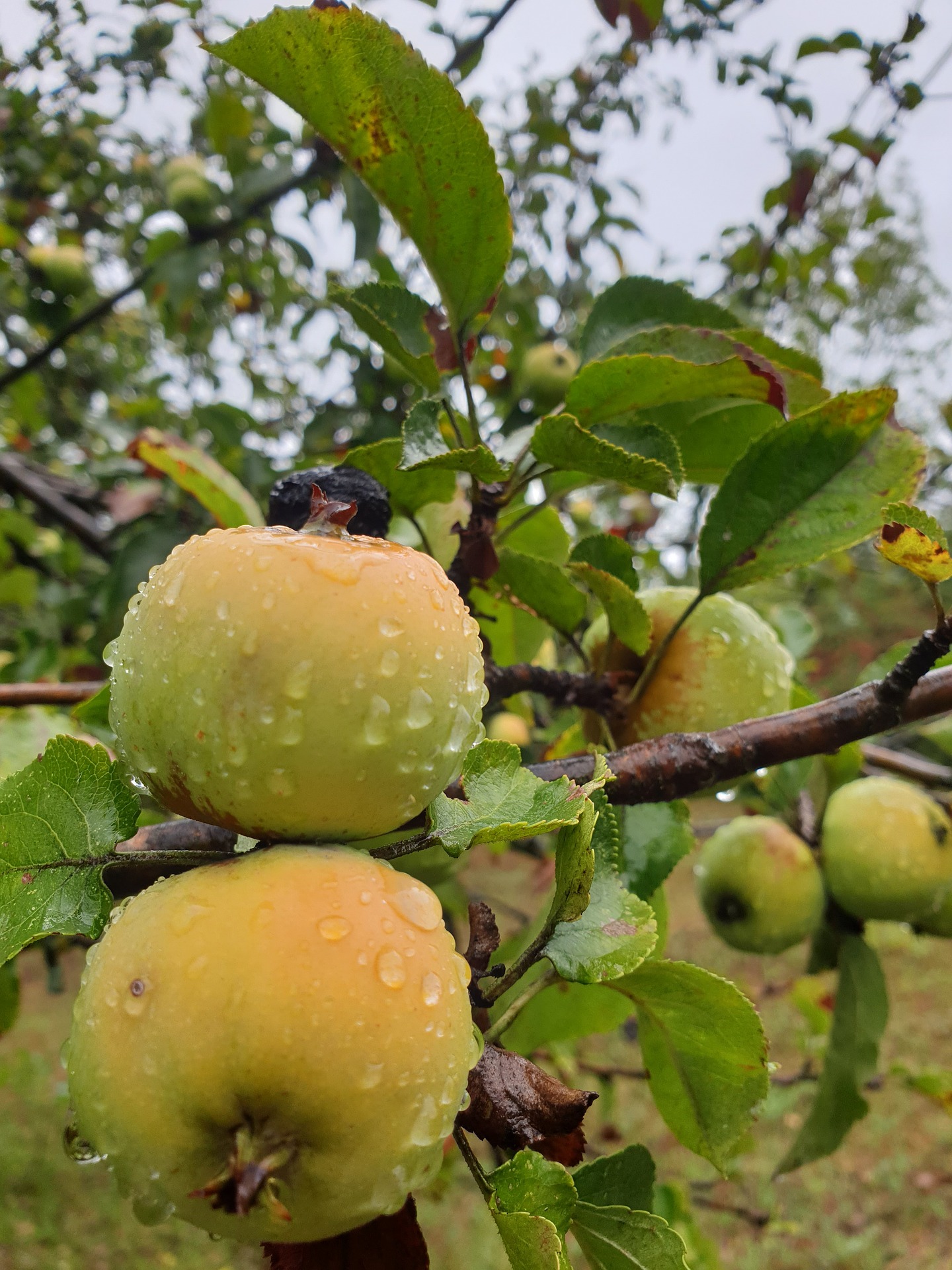 pommier mouillé