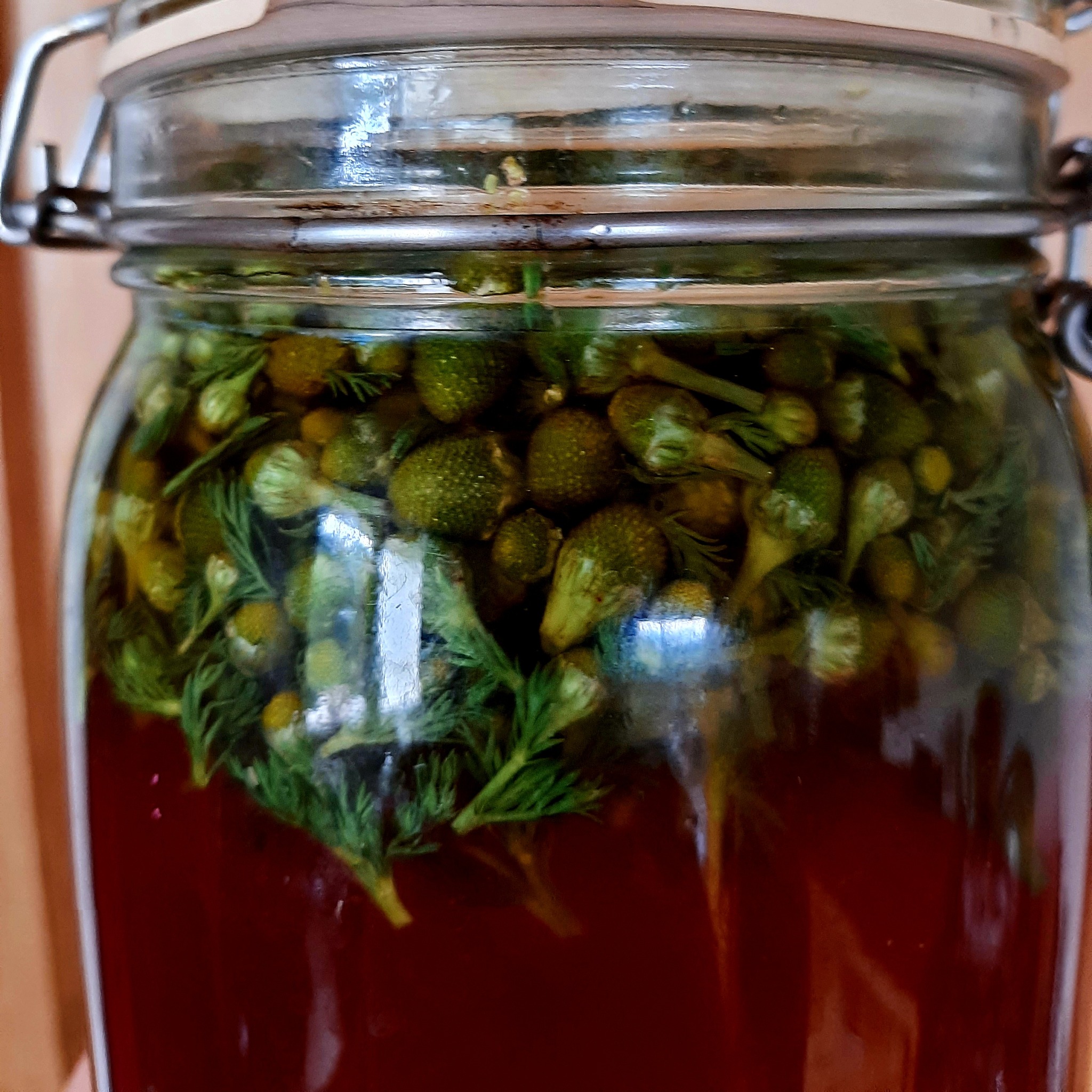 Fermenter et macérer les plantes sauvages : lacto, thés, pétillants_Yssingeaux