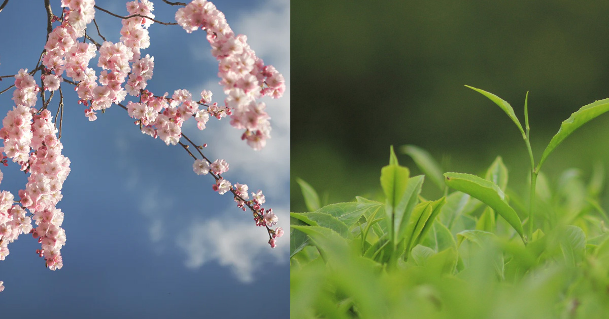 Visite olfactive : Senteurs du Japon_Le Puy-en-Velay