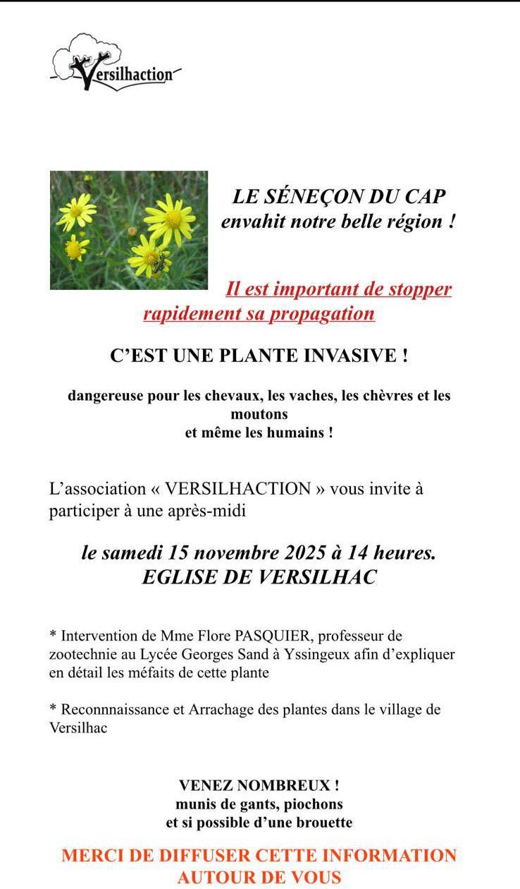 Le Séneçon du Cap envahit notre belle région_Yssingeaux