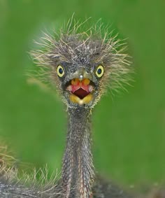 Drôles d'oiseaux_Tence