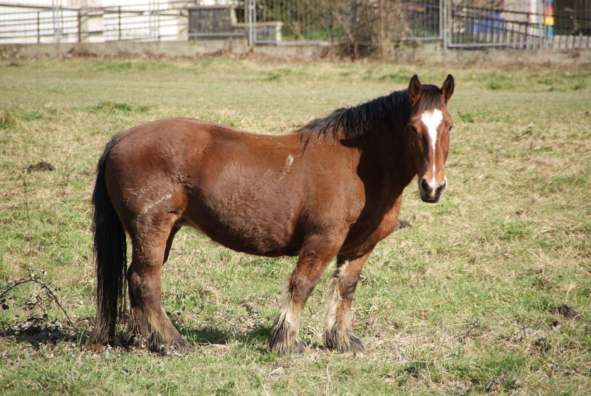 Concours de chevaux de trait modèle et allure_Yssingeaux