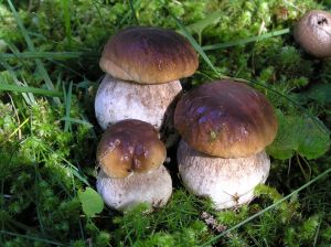 10ème édition de la Fête des champignons sylvestres_Saugues