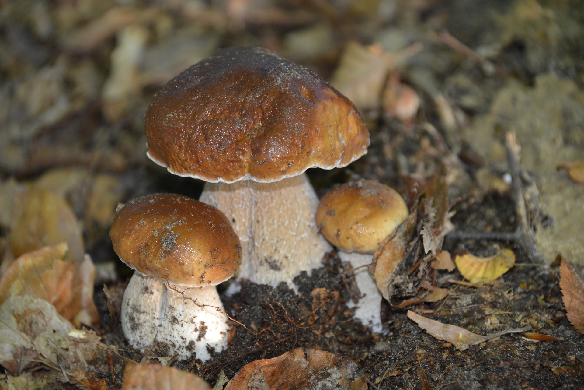 Jeu de piste : Champignons dans la ville_Saugues
