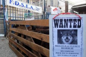 Le loup suscite des tensions certaines au sein des éleveurs de la Haute-Loire. 