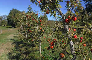 Pomme de Reinette et pomme d'Api | CBN_Chavaniac-Lafayette