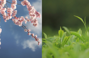 Visite olfactive : Senteurs du Japon_Le Puy-en-Velay