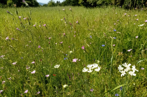 CBN | Céréales anciennes et belles des champs_Chavaniac-Lafayette