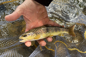 Découverte de la pêche_Le Chambon-sur-Lignon