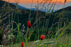 Photographies_Le Chambon-sur-Lignon