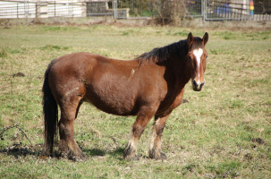 Concours de chevaux de trait modèle et allure_Yssingeaux