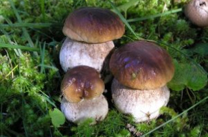 10ème édition de la Fête des champignons sylvestres_Saugues