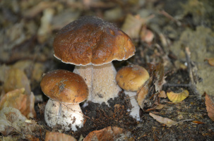 Jeu de piste : Champignons dans la ville_Saugues