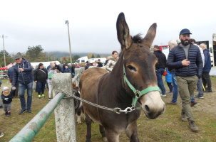 Foire du 11 Novembre "dite Foire aux Anes"_Bas-en-Basset