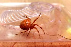 L'araignée épeire diadème arbore une croix blanche sur son abdomen.