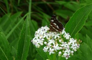 Nous devons aux insectes pollinisateurs 35 % de ce que nous mangeons.