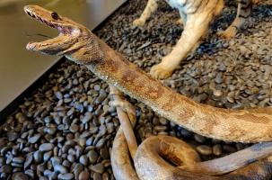 Le serpent naturalisé du musée Crozatier.
