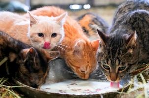 Un des clichés présents dans le livre Chats de campagne 