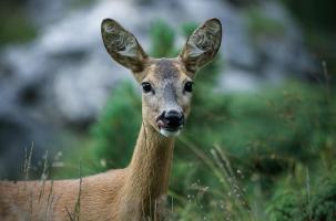 Un chevreuil a été tué sur le coup après un choc avec une voiture à Mazeyrat. 