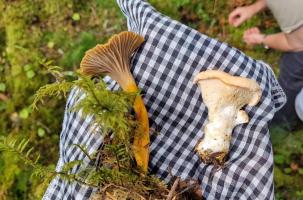La chanterelle en tube et le pied de mouton sont comestibles.