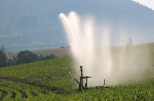 Moins que la quantité d'eau pour le maïs, c'est sa période d'irrigation qui pose problème.