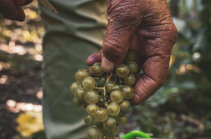 La saison des vendanges 2026 a été plutôt particulière