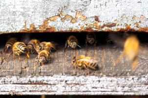 Les abeilles... un miracle de la nature tant par leur société que par leur production. 