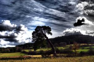 L'arbre dit "de Flo" à Saint-Pierre-Eynac.