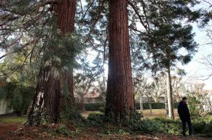 Des arbres classés ont sauvé le parc en sa totalité au Puy-en-Velay