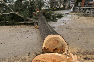 Le vieil arbre a été littéralement tranché à sa base, acte tant gratuit que stupide. 
