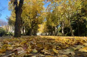 Les allées du jardin Henri Vinay se parent doucement de leurs habits d'automne.  