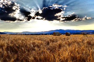 L'agriculture française donnée en pâture au Dieu de la concurrence mondiale ?