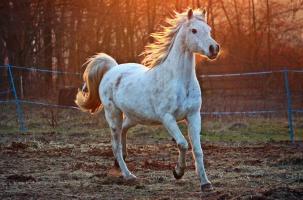 Cheval