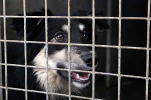 En France, selon des estimations, chaque année plus de 100 000 animaux abandonnés