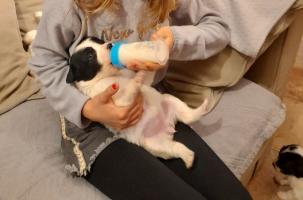 Une fille donne le biberon à un chiot.