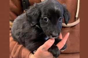 Ces chiots ont été abandonnés dans un carton dans les bois au lac du Bouchet.
