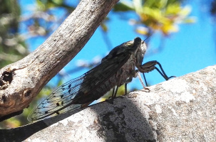 Les fourmis devront surement composer de plus en plus avec les cigales en Haute-Loire. 