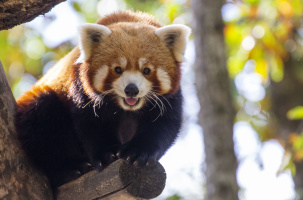 Parc animalier d'Auvergne