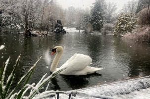 "Le lac des cygnes" sous la neige de ce 30 janvier 2025, au Puy-en-Velay.  