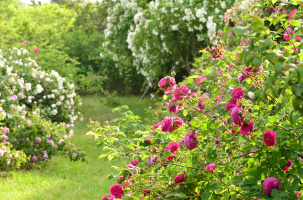 Journée des roses au Jardin de Taulhac ce dimanche 16 juin