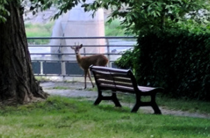 L'animal sauvage a visité quelques secondes la cité de l'eau et du vélo.