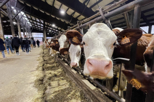 Quelle curiosité ces humains !