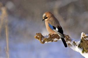 En 19 ans, les oiseaux communs ont diminué de près de 5 % en Auvergne-Rhône-Alpes.