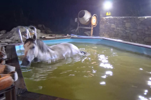 (photo archive). Les pompiers portent secours aux humains et à leurs amis les animaux.