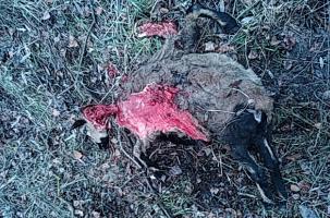 Le loup serait à l'origine du carnage découvert à Vendos à Loudes.