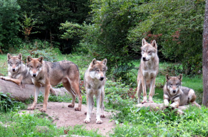 Entre chien et loup... Tel est l'avenir du loup en France et en Haute-Loire.