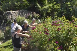 Journée des roses au Jardin de Taulhac ce dimanche 18 juin