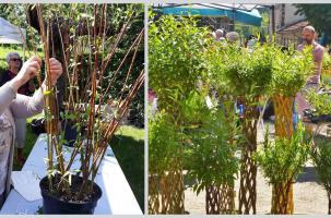 Jardins Fruités organise ce 12 mars un stage Arbre tressé en osier vivant.