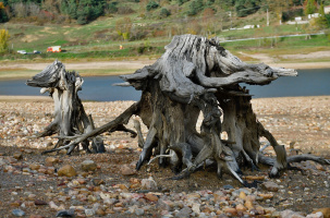 Des racines mortes ou des créatures vivantes... tout dépend de l'angle de vue. 